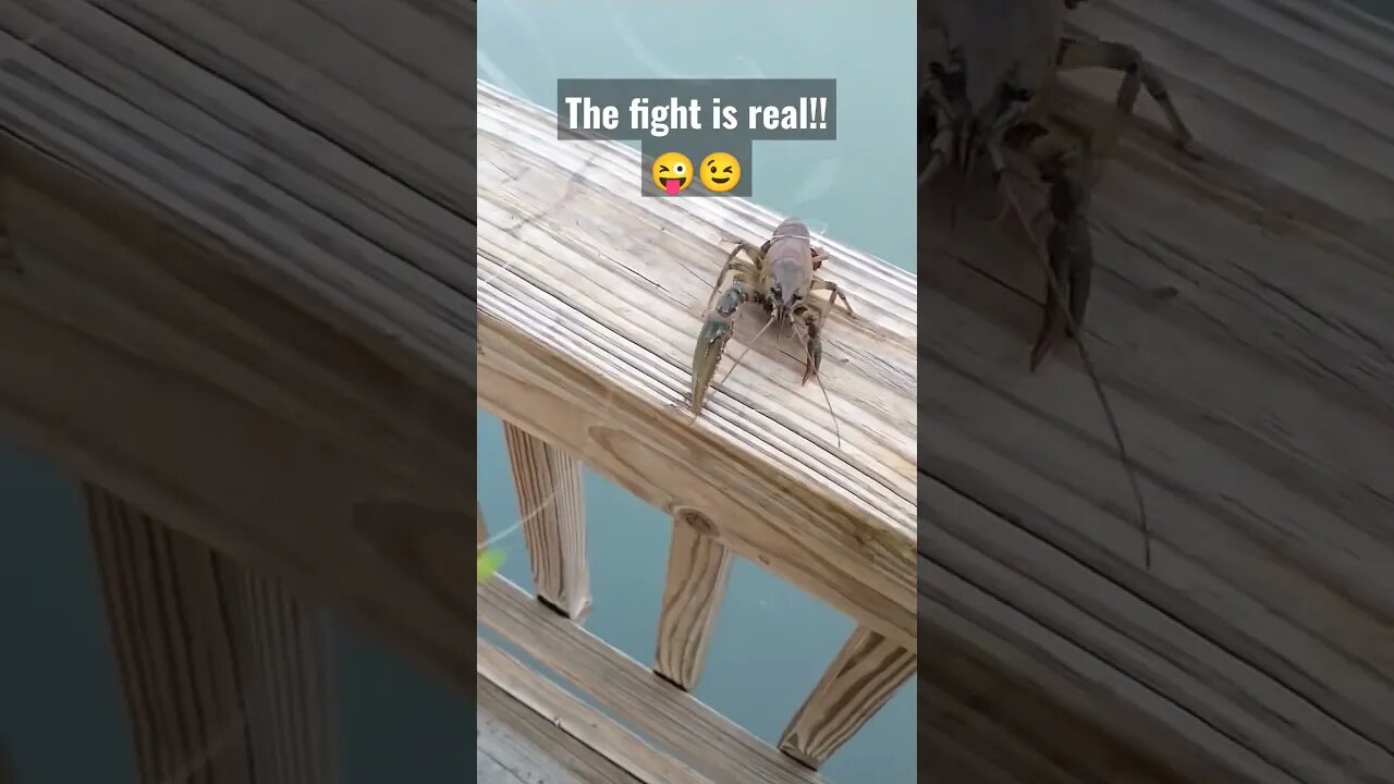 The fight is real! LOL! #fight #fishing #shortsvideo #shortsfeed #real #crayfish #humor #giveback