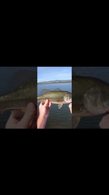 Colorado fishing for largemouth - DOUBLED UP!