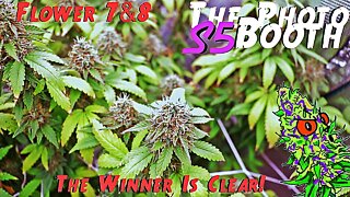 The Photo Booth S5 Ep. 13 | Flower Weeks 7 & 8 | The Winner Is Clear!