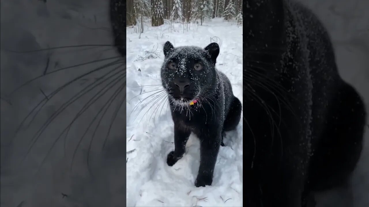 Black panther in the snow ❤️