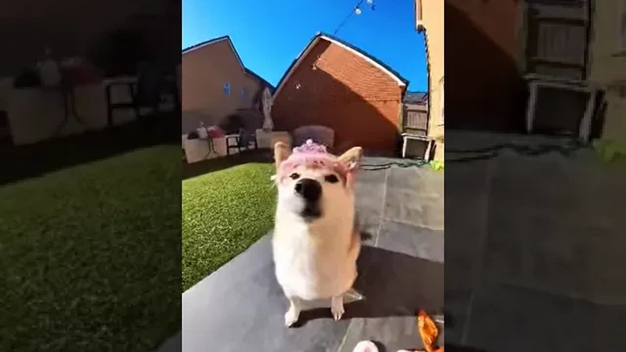 #Dogs #shorts #fyp #Dog #reels #viral #funny 40