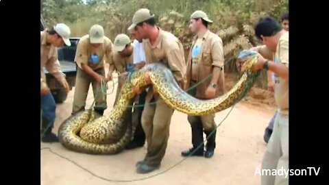 The largest snake in the world! Dangerous animals in the animal world