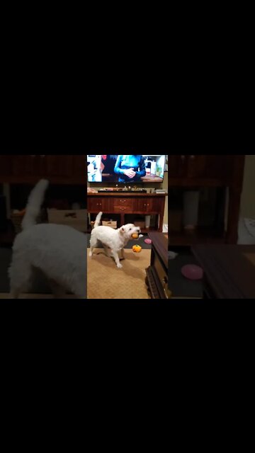 Ares Jack Russell action during his trainer facebook broadcast