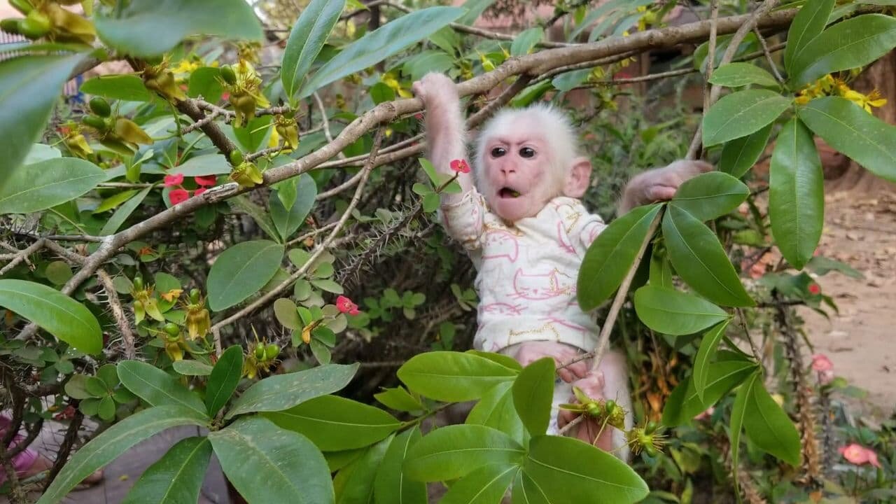 Little cute monkey Joe, climb up a tree pick up fruit to eat