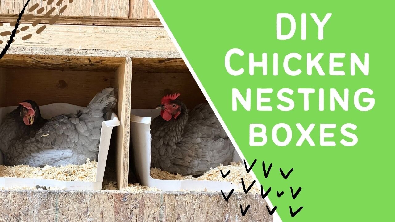 DIY Nesting Boxes for Your Chickens