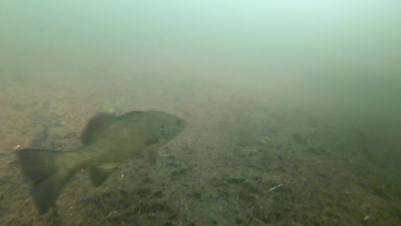 Curious fisherman drops camera to see the fish he can't catch