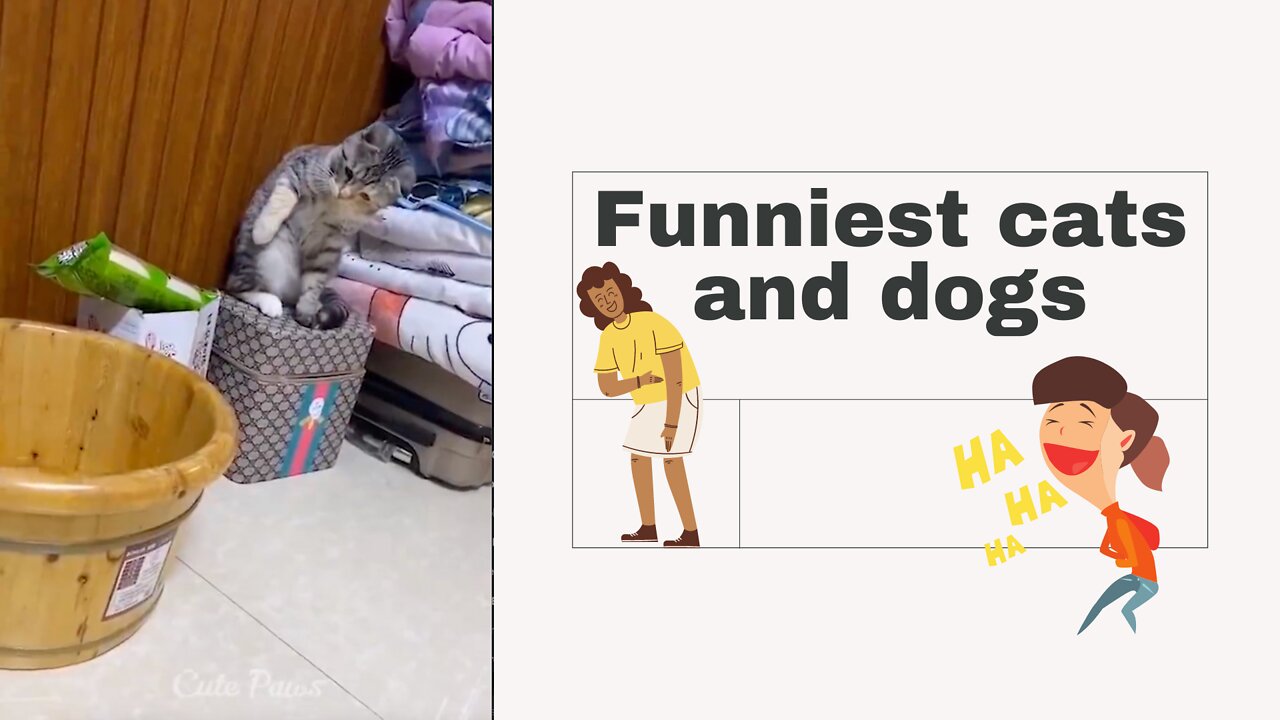 Funniest cats and dogs