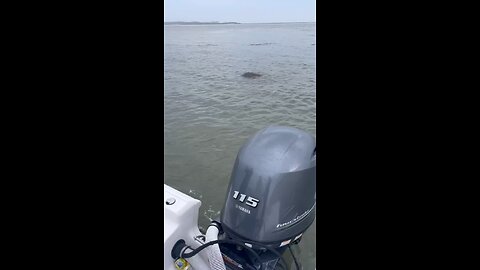 These boys rescued a dolphin 👍🏽🐬 Love to see it!