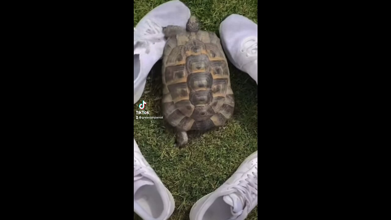 Why does this turtle hate black shoes?