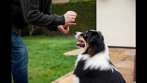 Basic Dog Training – TOP 10 Essential Commands Every Dog Should Know!