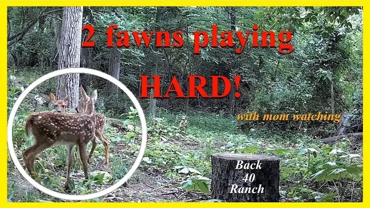 2 fawns playing while mom keeps an eye on them!