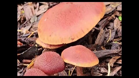 Gymnopilus luteofolius: Identification of this Beautiful mushroom.