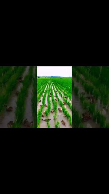 Cute Ducks Playing in Field Water #Shorts #ytshorts #UbertainmentFun #Dogs #Animals #Fun #Duck