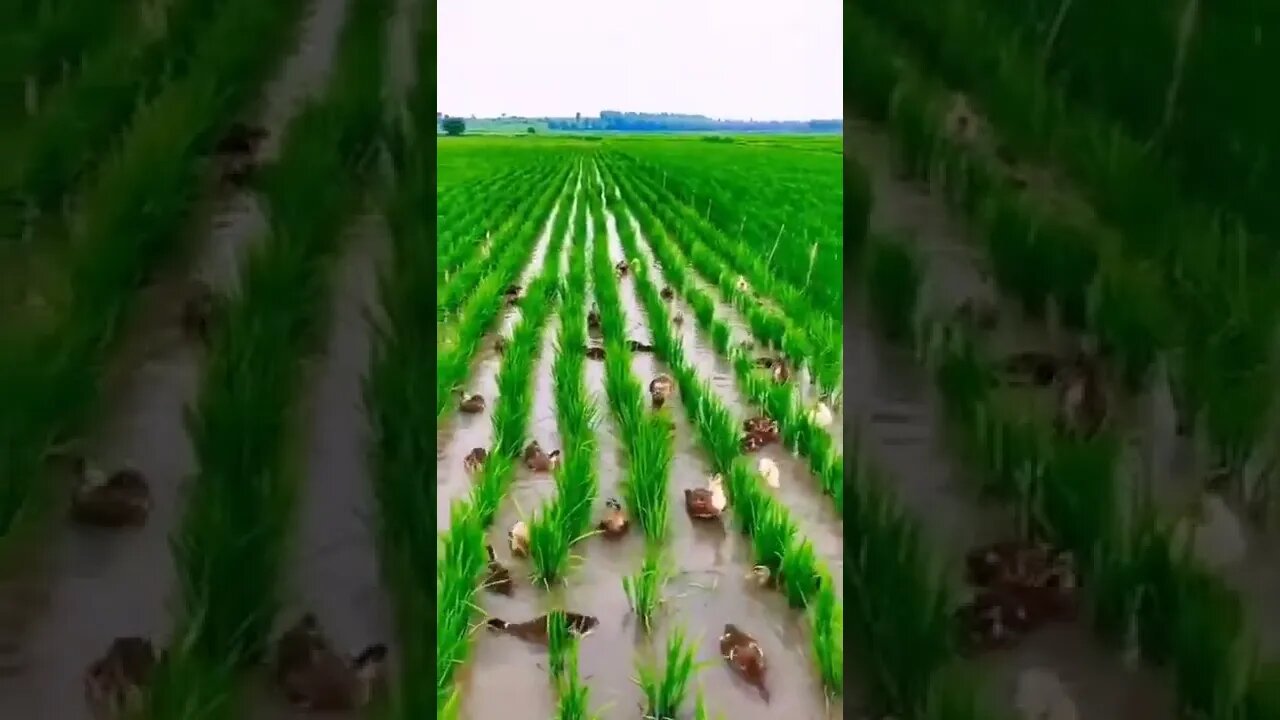 Cute Ducks Playing in Field Water #Shorts #ytshorts #UbertainmentFun #Dogs #Animals #Fun #Duck