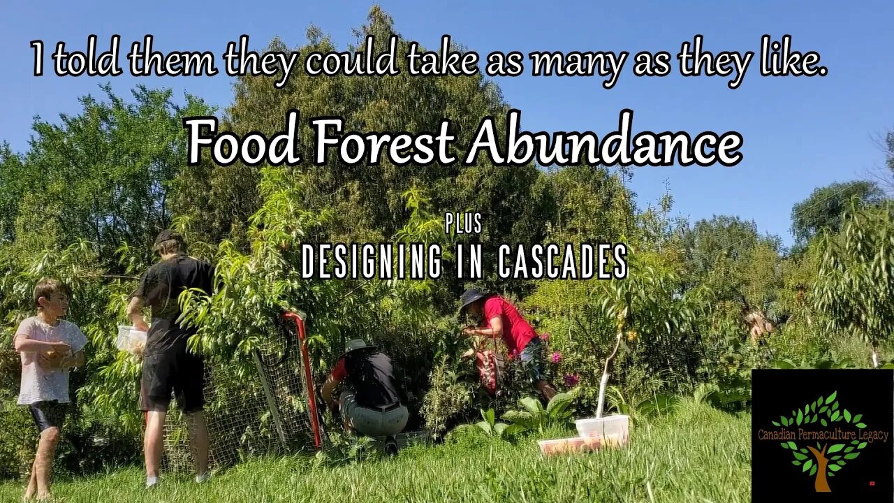 Design in cascades of harvest- Cold Hardy Food Forest update