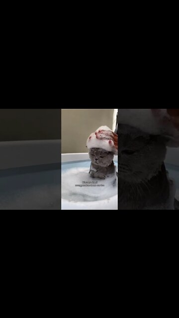 Funny Cats and Kittens Meowing Compilation&Baby Cats -Cute and Funny Cat Videos #shorts (1)