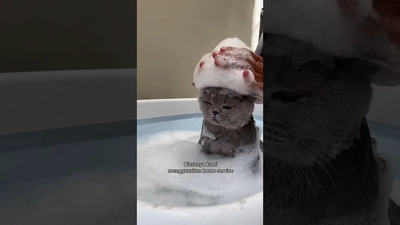 Funny Cats and Kittens Meowing Compilation&Baby Cats -Cute and Funny Cat Videos #shorts (1)