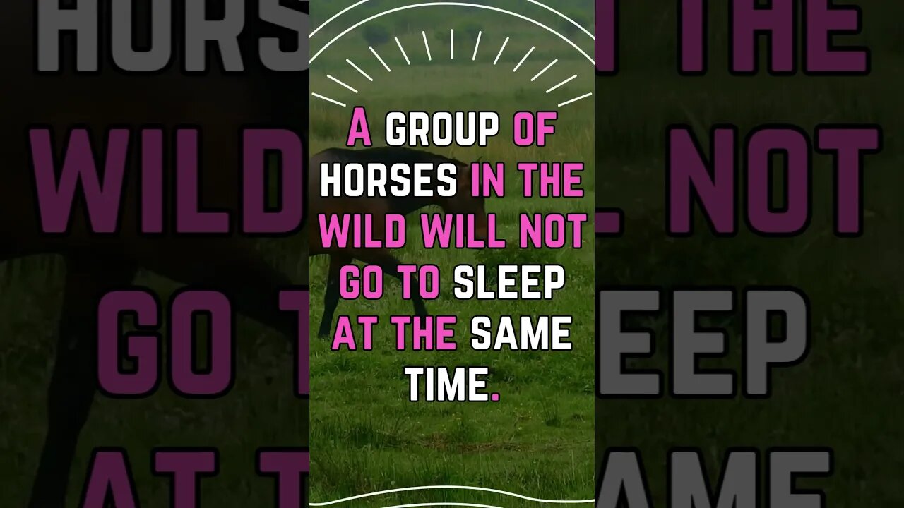 🐴🐎Discover Fascinating Animal Facts👀 #shorts #shortsfact #animalfacts #horse #horses #sleep