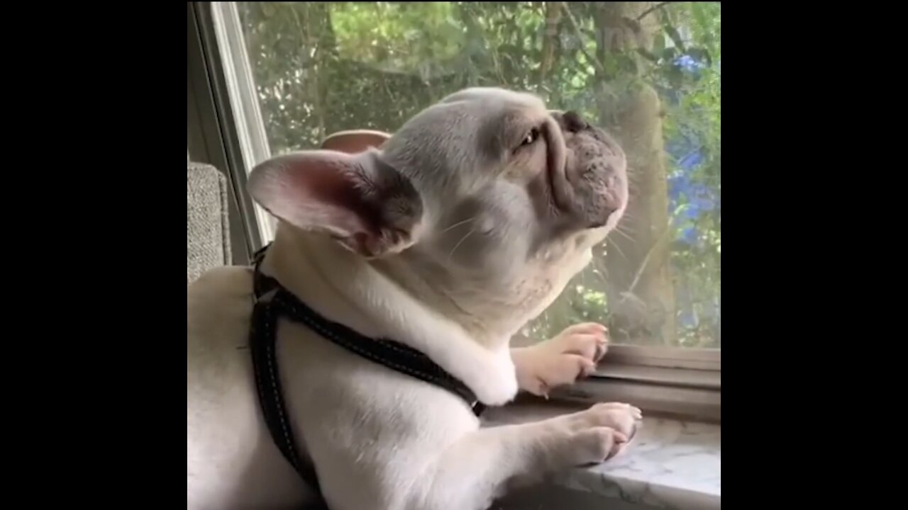 Funniest animals dogs and cats