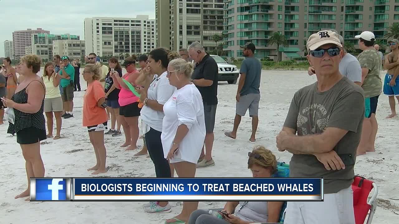 Crews rescue two distressed whales on Sand Key in Clearwater