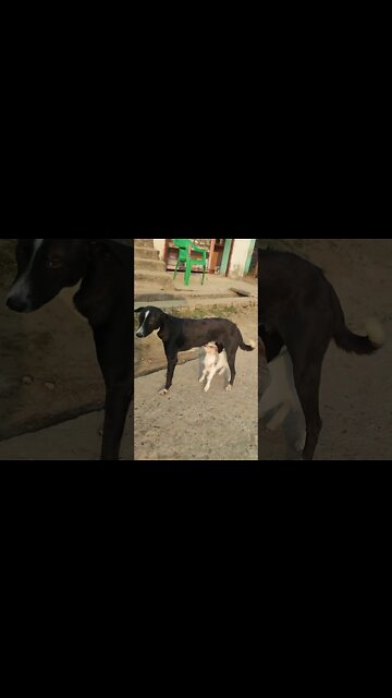 #short #trend #viral