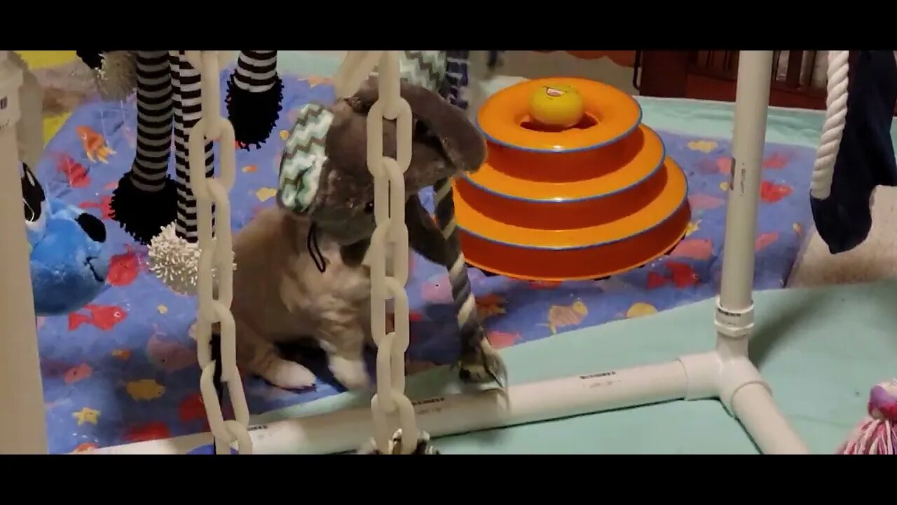 We Woke Up And Found This Thing In Our Pen