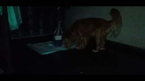 #dogshow , #animals , #dogs