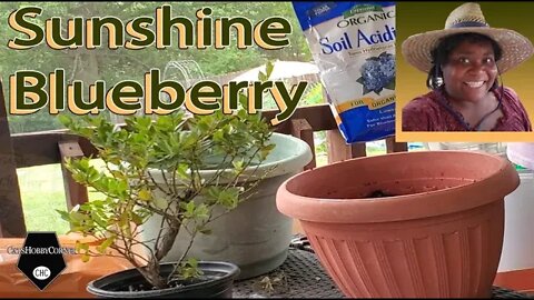 Repotting Sunshine - 6Jul2022