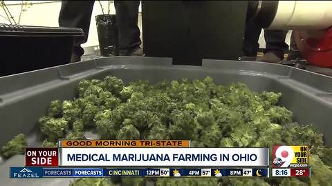 Why Ohio's medical marijuana industry relies on an 'immaculate propagation'