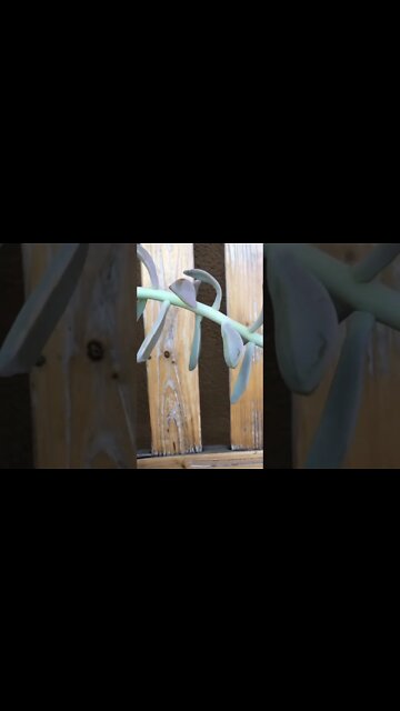 What to do when succulents elongate