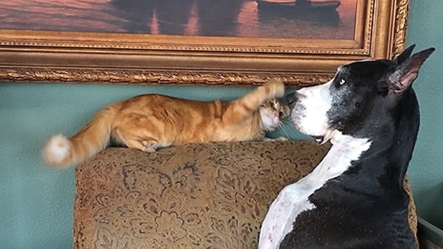 Katie the Great Dane gets swatted on the nose by her cat