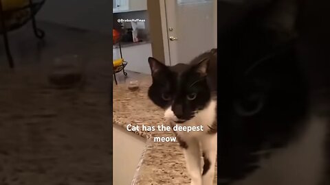 Funny Cat Meme