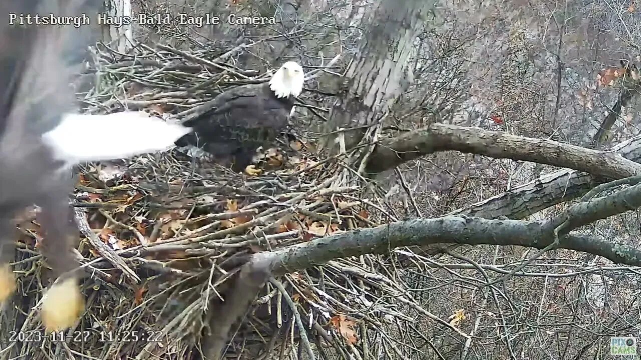 Hays Eagles Cool V flyby with landing gear down, mom watches! (in slomo) 11-27-2023 11:17am