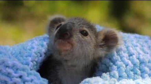 Coala filhote salva por equipe em parque na Austrália