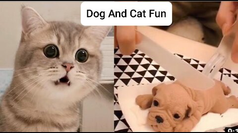 DOG And CAT Fun