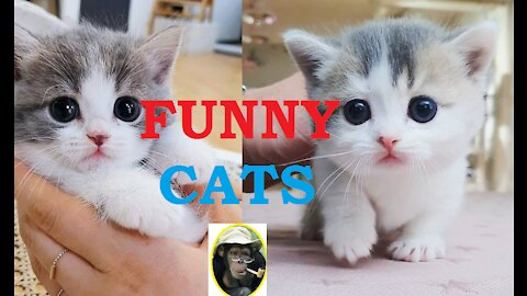 Funny Cat Video || Funny Pets || Cute Pets || @funnyanimalsstv