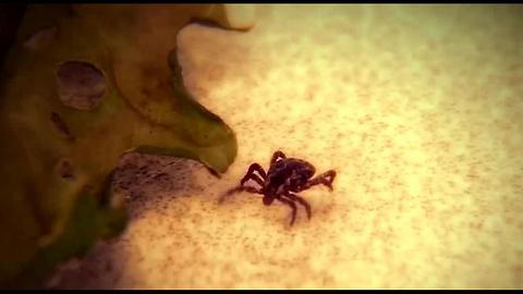 Tick season could be worst ever