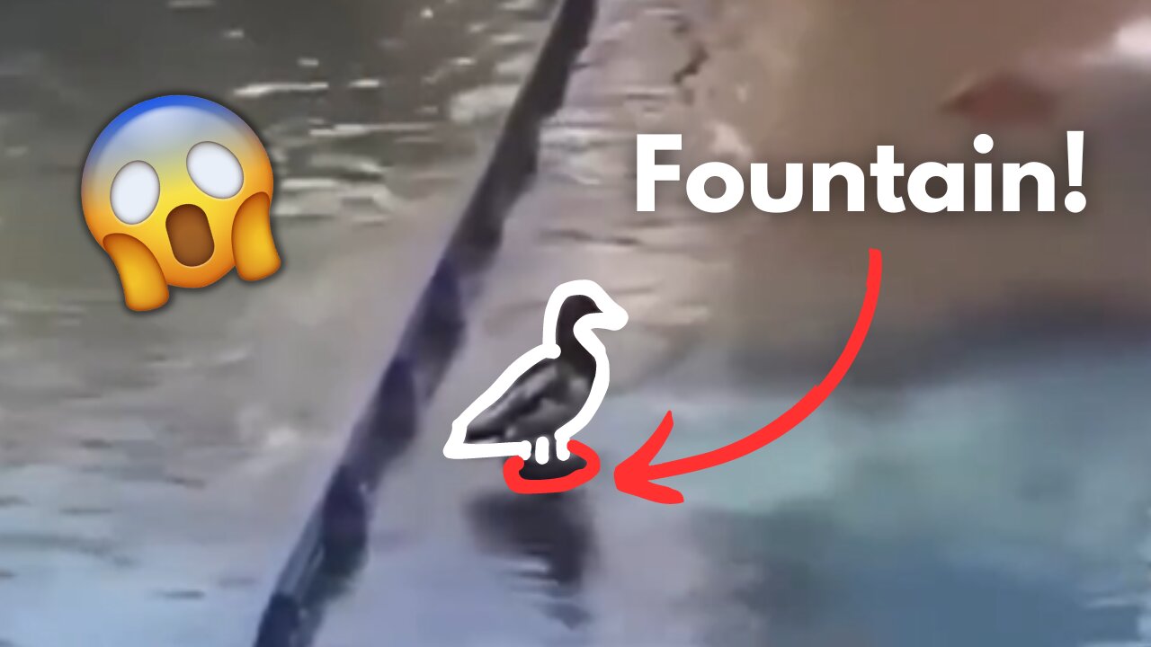 Duck Forgets That It's On a Fountain - Try Not To Laugh - Epic Fail