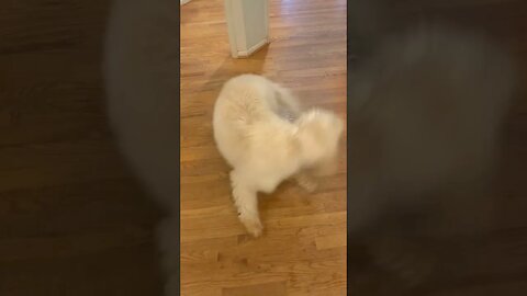 4 Month Old Puppy Chasing His Tail 🤣 😍