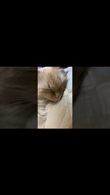 My son just purring away I love him so #cat #cats #catlover #catvideos #catsofinstagram