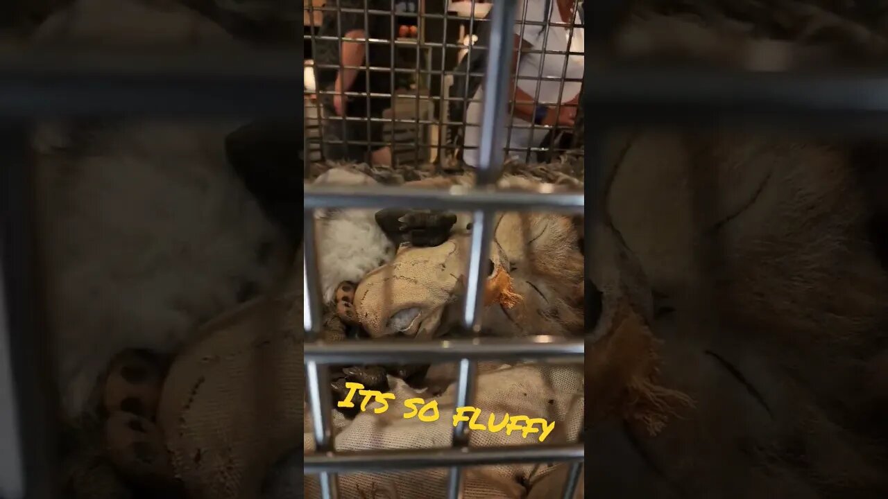 Always Love The Creature Stall At Batuu