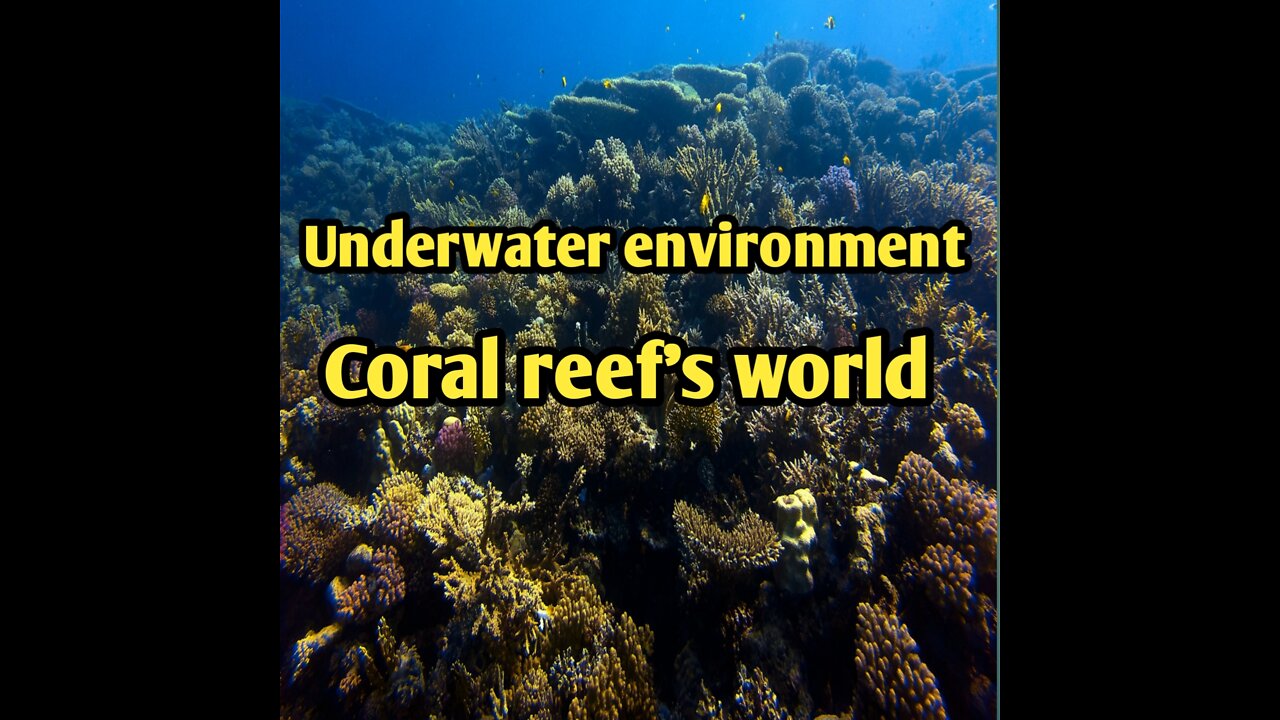 The most beautiful coral reefs and undersea nature