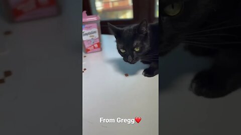 Huge thank you to Gregg ❤️ Cat Treats