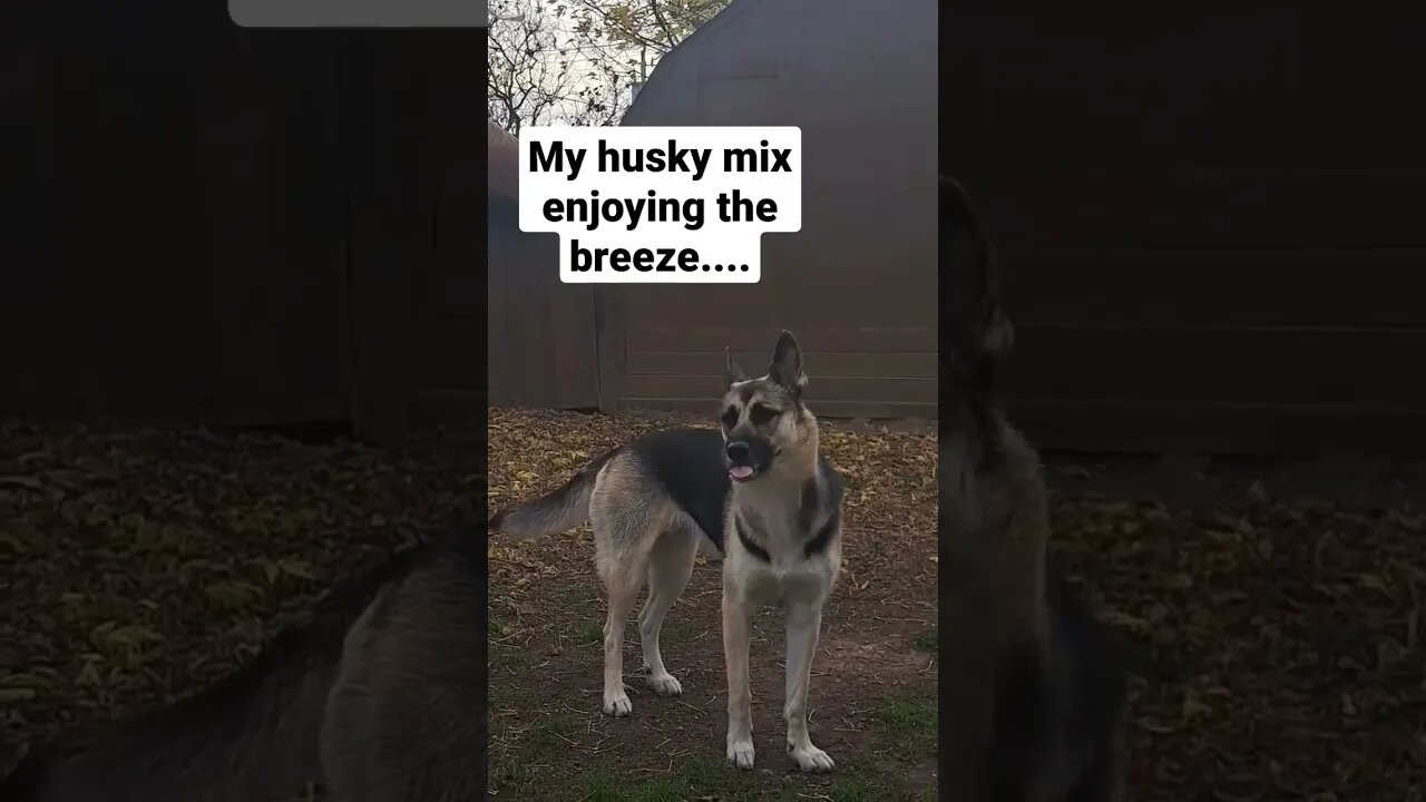Husky Mixs Be Like ... #2 #shorts #doggo #shepsky