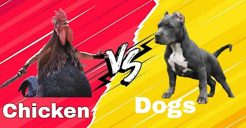 Chicken VS dogs combat - Funny Dogs Fight videos