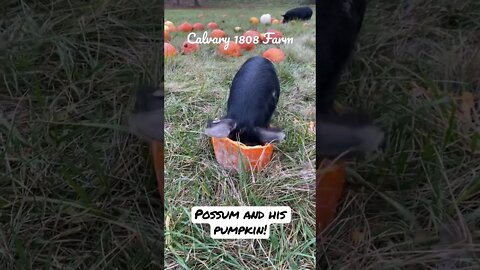 Possum eats his pumpkin