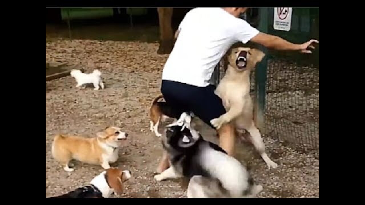 Brave Owners Protecting Their Dogs