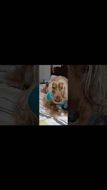 #dogshow, #amimals, #dogs, #shorts