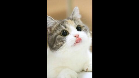 Amazing Cute Cat Looking for Something