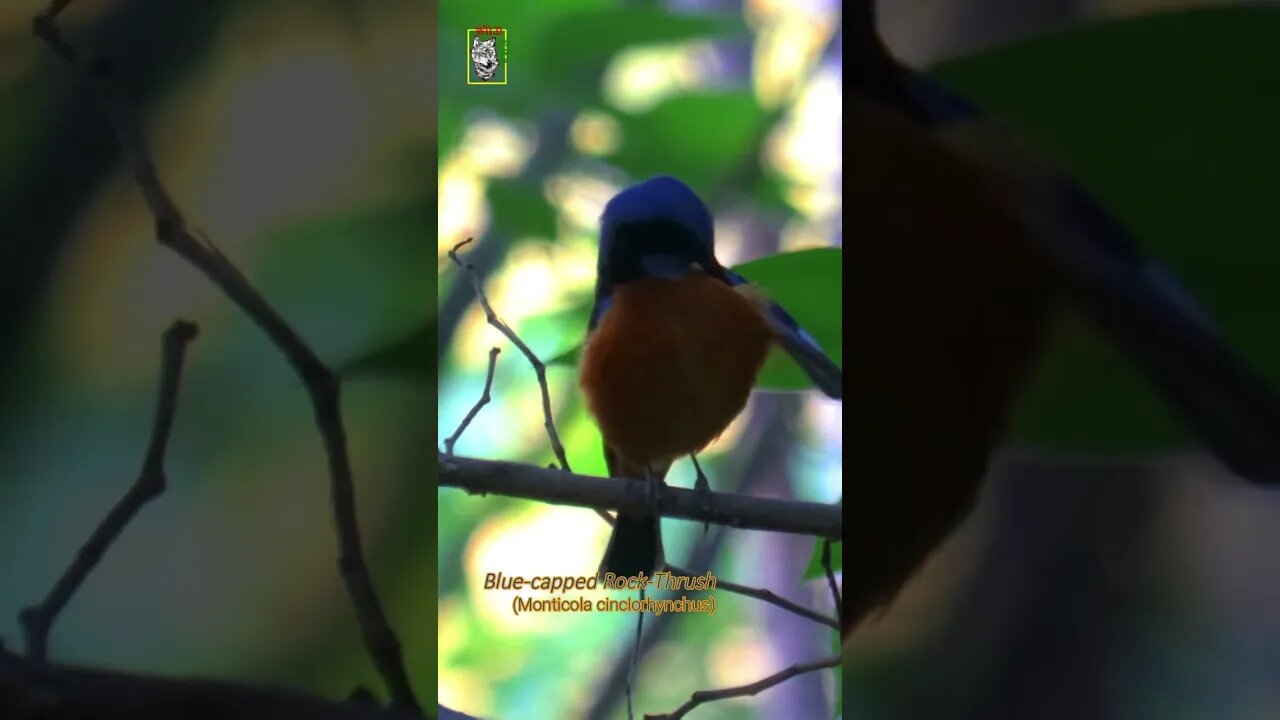 Blue-capped Rock-Thrush #conservation #singingbirds #Rockthrush #Preening